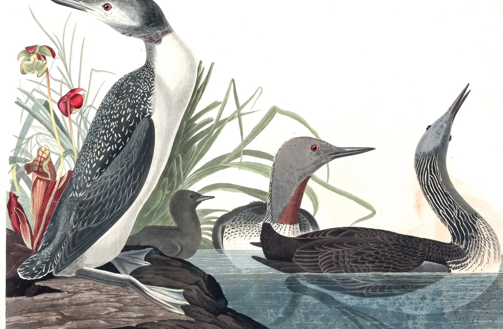 Plate 202 of Audubon's The Birds of America: Red-throated Loon (Gavia stellata)