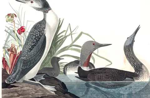 Plate 202 of Audubon's The Birds of America: Red-throated Loon (Gavia stellata)