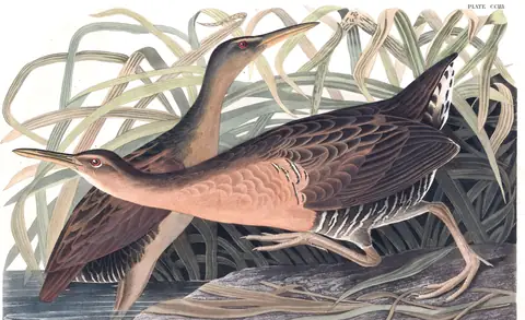 Plate 203 of Audubon's The Birds of America: King Rail (Rallus elegans)