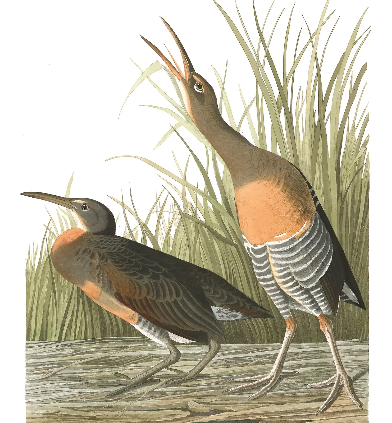 Plate 204 of Audubon's The Birds of America: Clapper Rail (Rallus crepitans)