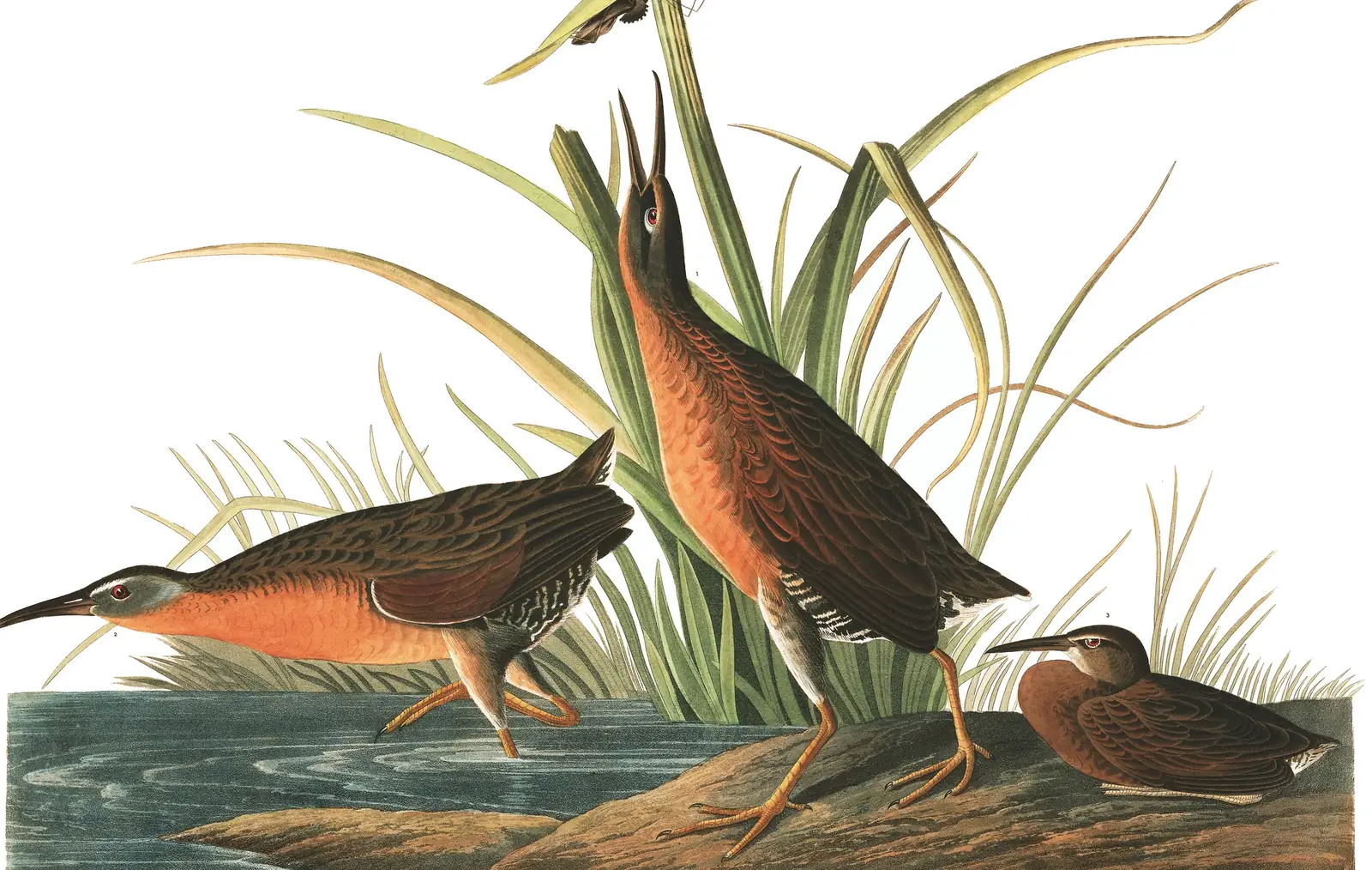 Plate 205 of Audubon's The Birds of America: Virginia Rail (Rallus limicola)