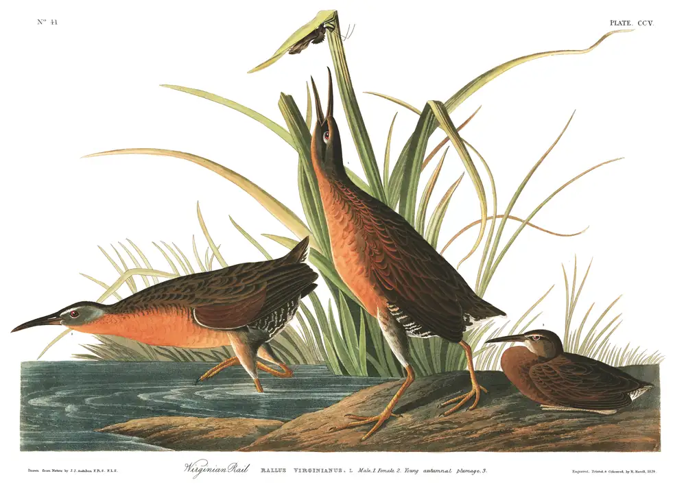 The whole sheet of plate 205, with its engraved caption