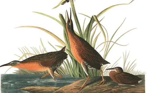 Plate 205 of Audubon's The Birds of America: Virginia Rail (Rallus limicola)