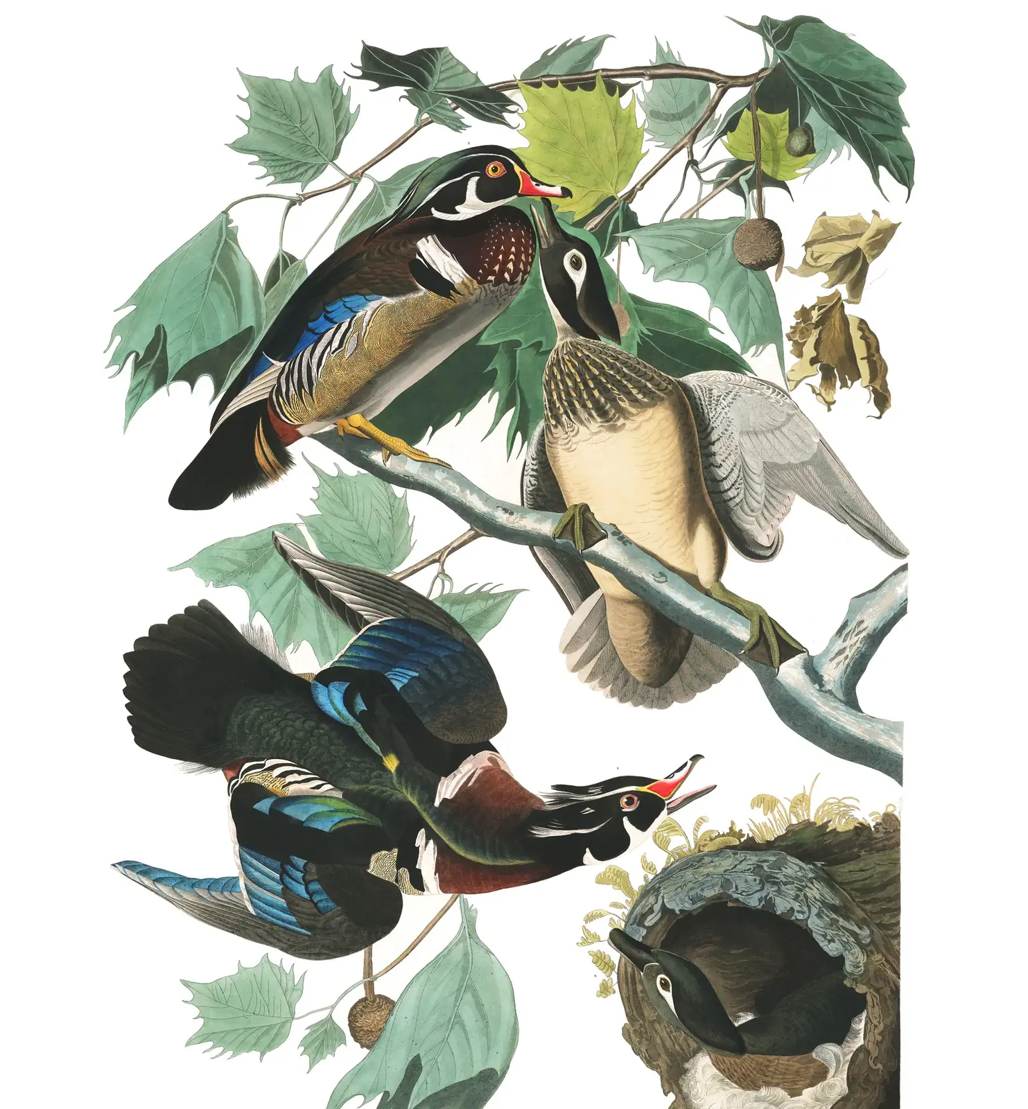 Plate 206 of Audubon's The Birds of America: Wood Duck (Aix sponsa)