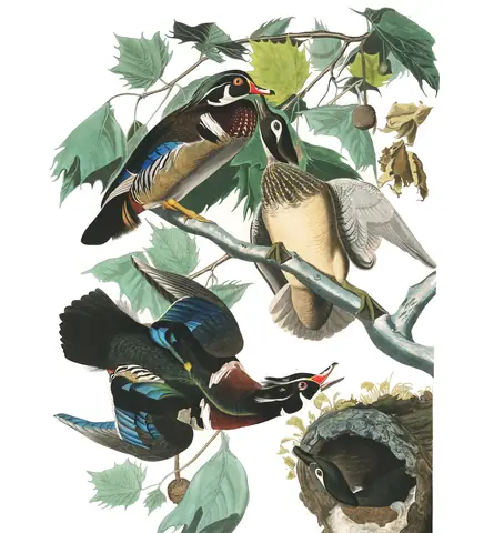 Plate 206 of Audubon's The Birds of America: Wood Duck (Aix sponsa)