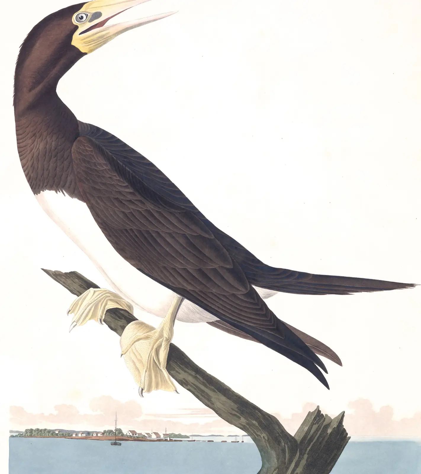 Plate 207 of Audubon's The Birds of America: Brown Booby (Sula leucogaster)