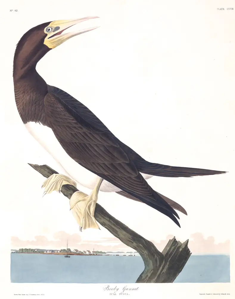 The whole sheet of plate 207, with its engraved caption
