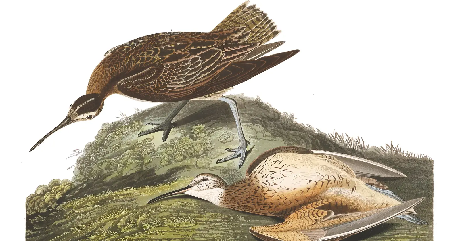 Plate 208 of Audubon's The Birds of America: Eskimo Curlew (Numenius borealis)