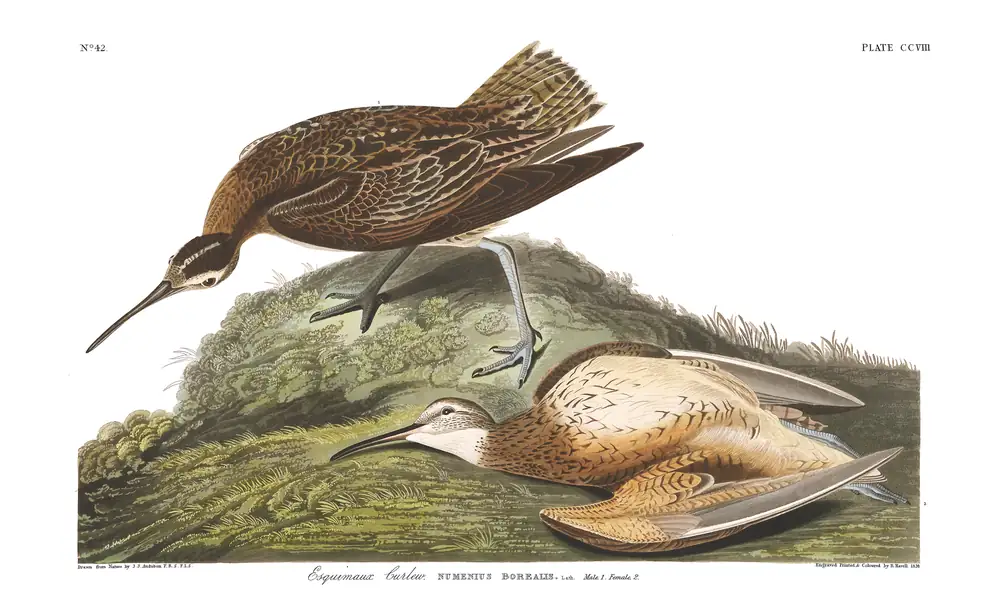 The whole sheet of plate 208, with its engraved caption