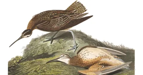 Plate 208 of Audubon's The Birds of America: Eskimo Curlew (Numenius borealis)