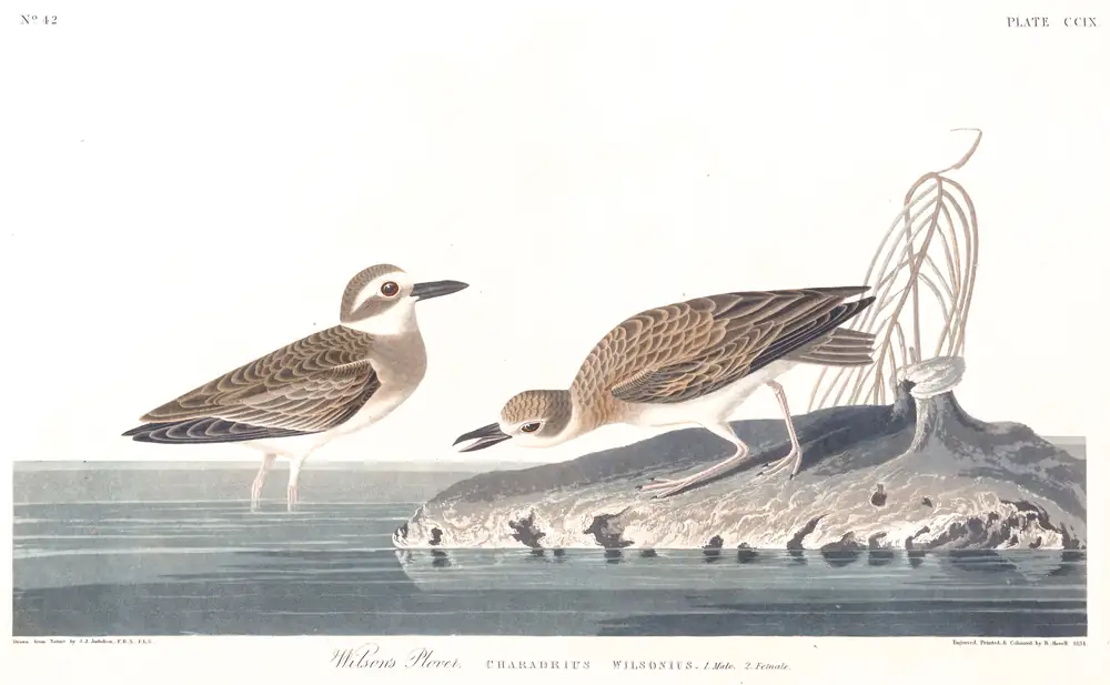 The whole sheet of plate 209, with its engraved caption