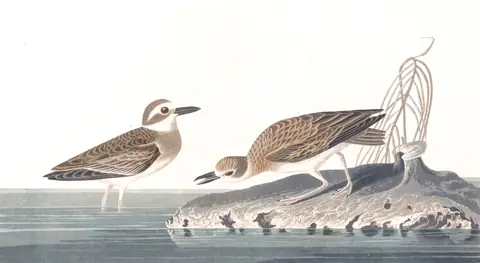 Plate 209 of Audubon's The Birds of America: Wilson's Plover (Anarhynchus wilsonia)