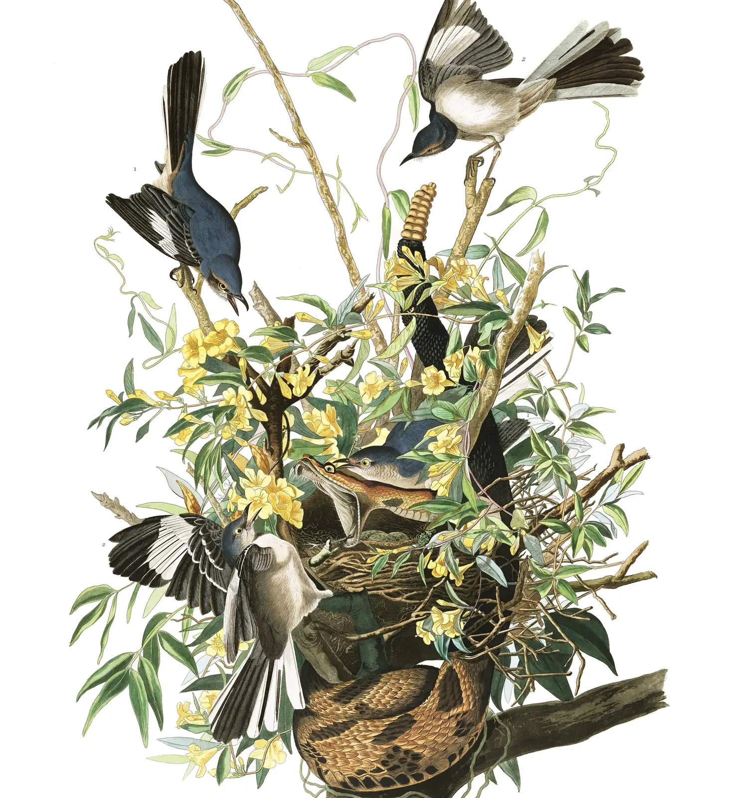 Plate 21 of Audubon's The Birds of America: Northern Mockingbird (Mimus polyglottos)