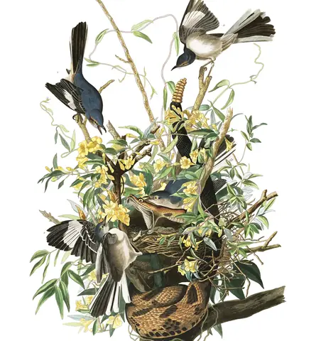 Plate 21 of Audubon's The Birds of America: Northern Mockingbird (Mimus polyglottos)
