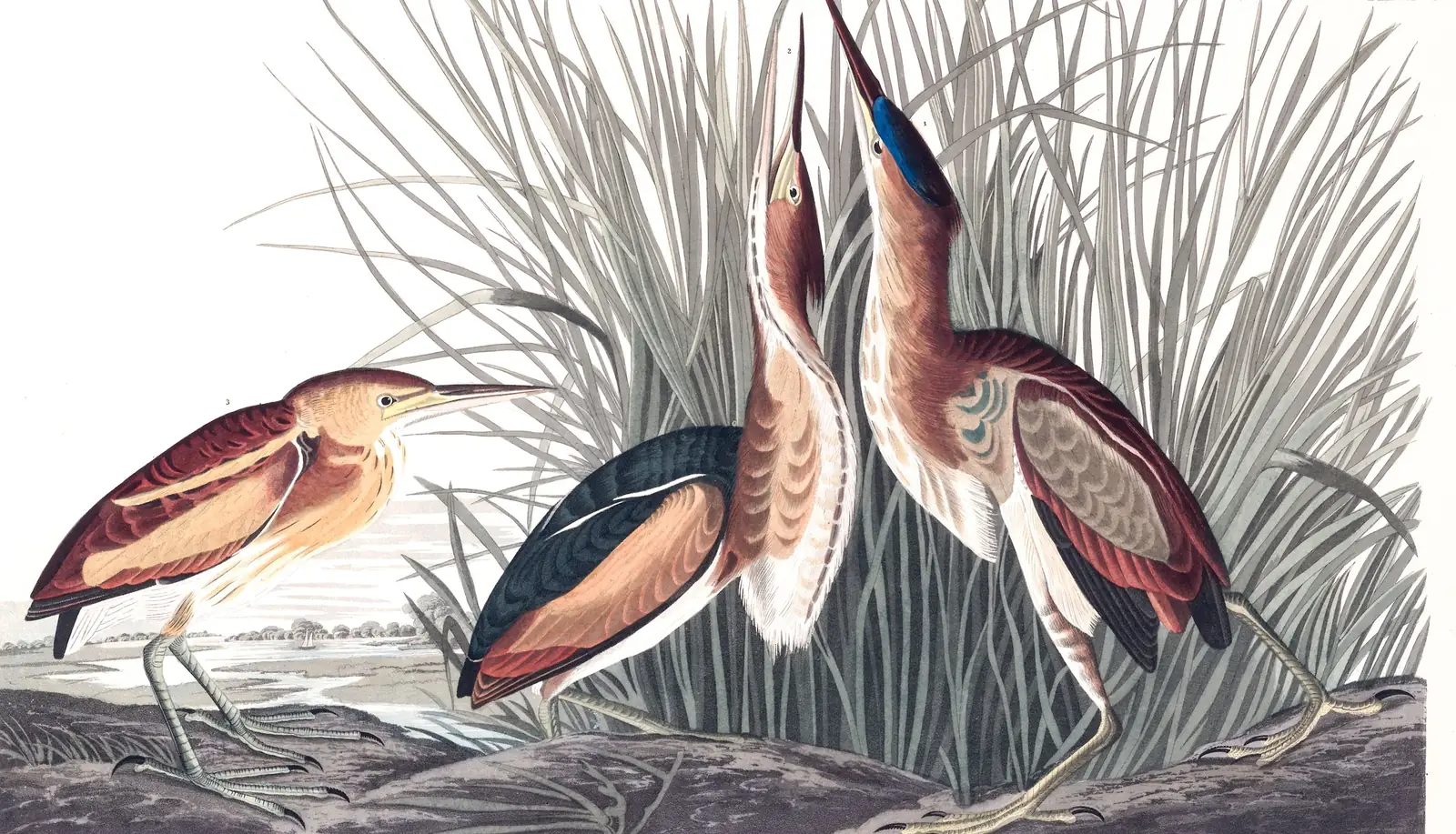 Plate 210 of Audubon's The Birds of America: Least Bittern (Botaurus exilis)