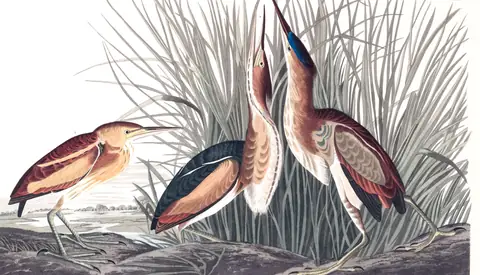 Plate 210 of Audubon's The Birds of America: Least Bittern (Botaurus exilis)