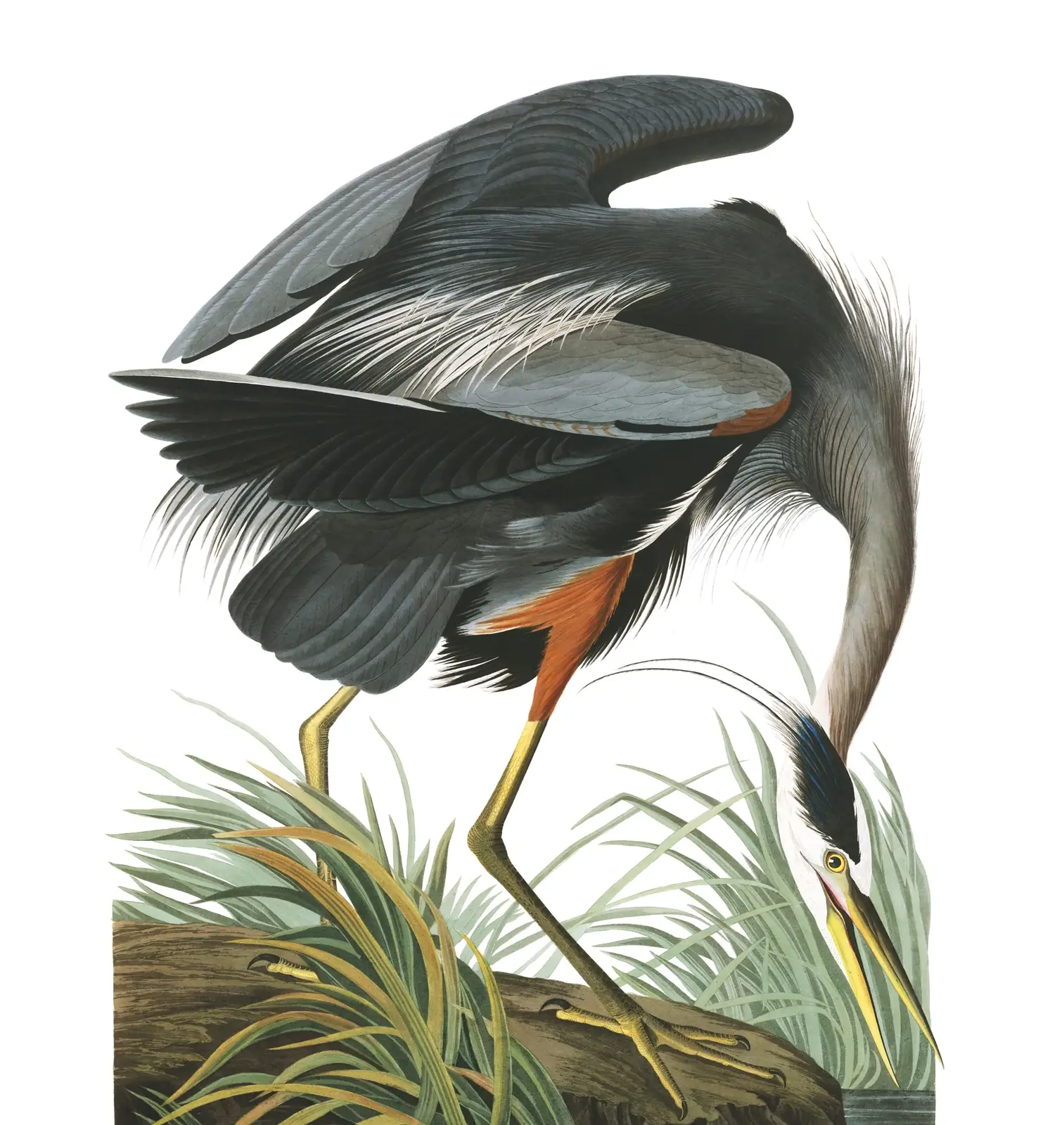 Plate 211 of Audubon's The Birds of America: Great Blue Heron (Ardea herodias)