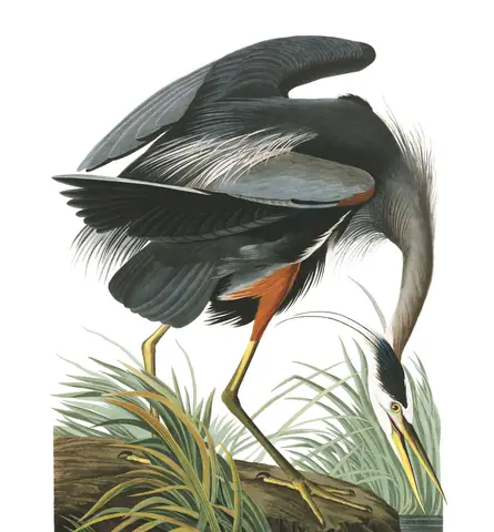 Plate 211 of Audubon's The Birds of America: Great Blue Heron (Ardea herodias)