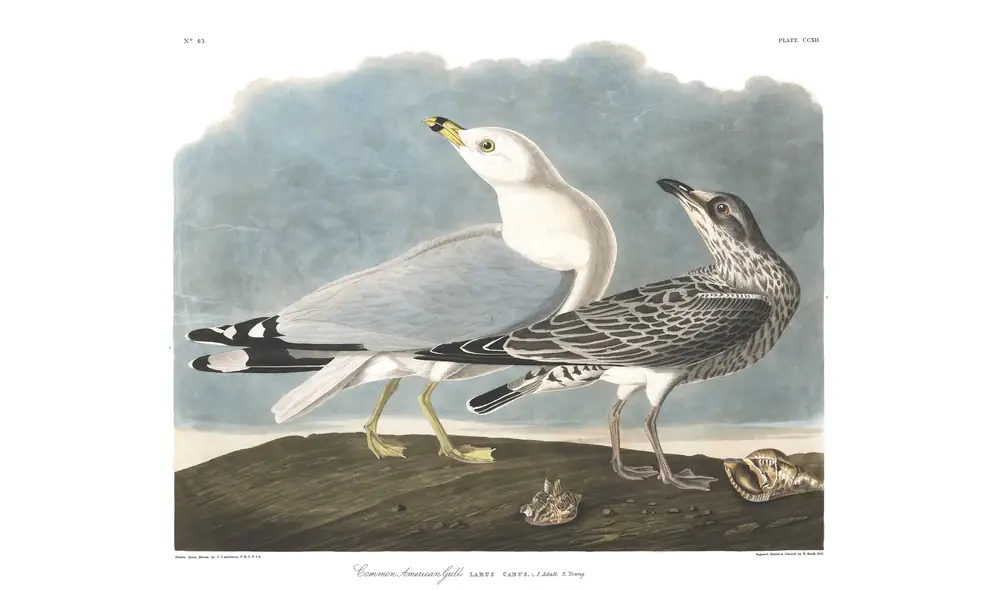 The whole sheet of plate 212, with its engraved caption