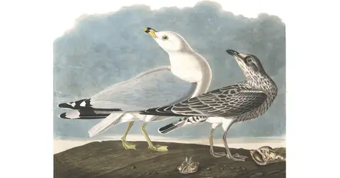 Plate 212 of Audubon's The Birds of America: Ring-billed Gull (Larus delawarensis)
