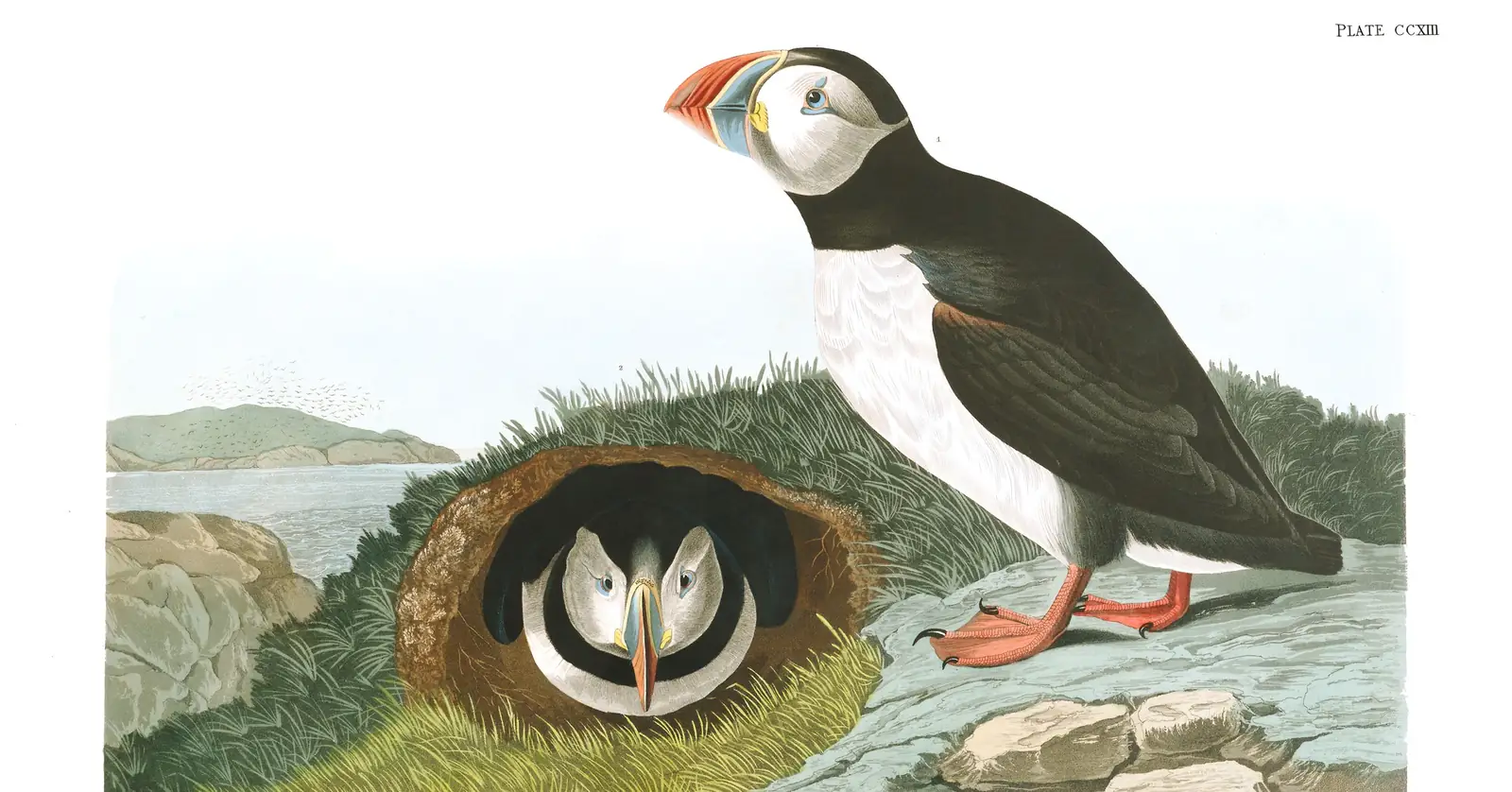Plate 213 of Audubon's The Birds of America: Atlantic Puffin (Fratercula arctica)