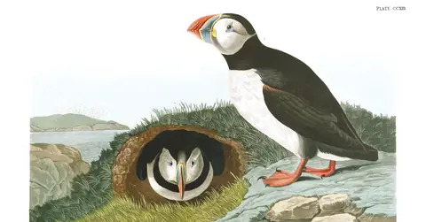 Plate 213 of Audubon's The Birds of America: Atlantic Puffin (Fratercula arctica)