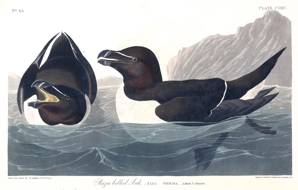 The whole sheet of plate 214, with its engraved caption
