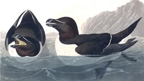 Plate 214 of Audubon's The Birds of America: Razorbill (Alca torda)