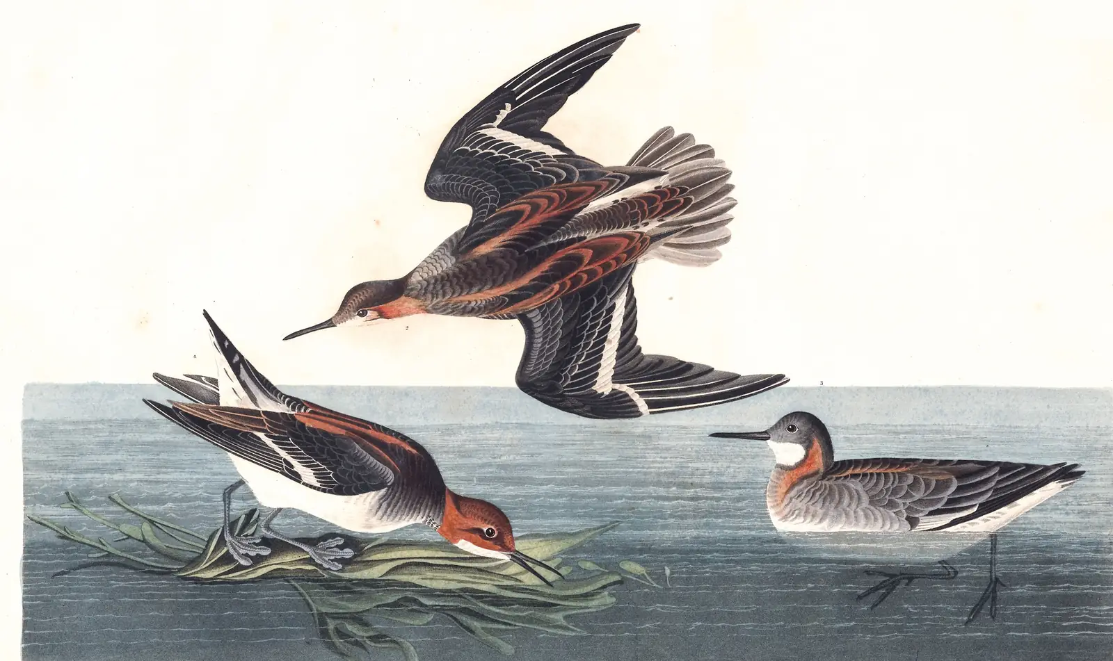 Plate 215 of Audubon's The Birds of America: Red-necked Phalarope (Phalaropus lobatus)