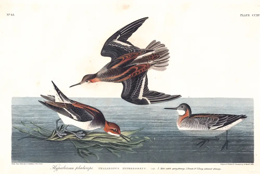 The whole sheet of plate 215, with its engraved caption
