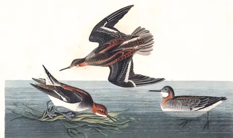 Plate 215 of Audubon's The Birds of America: Red-necked Phalarope (Phalaropus lobatus)
