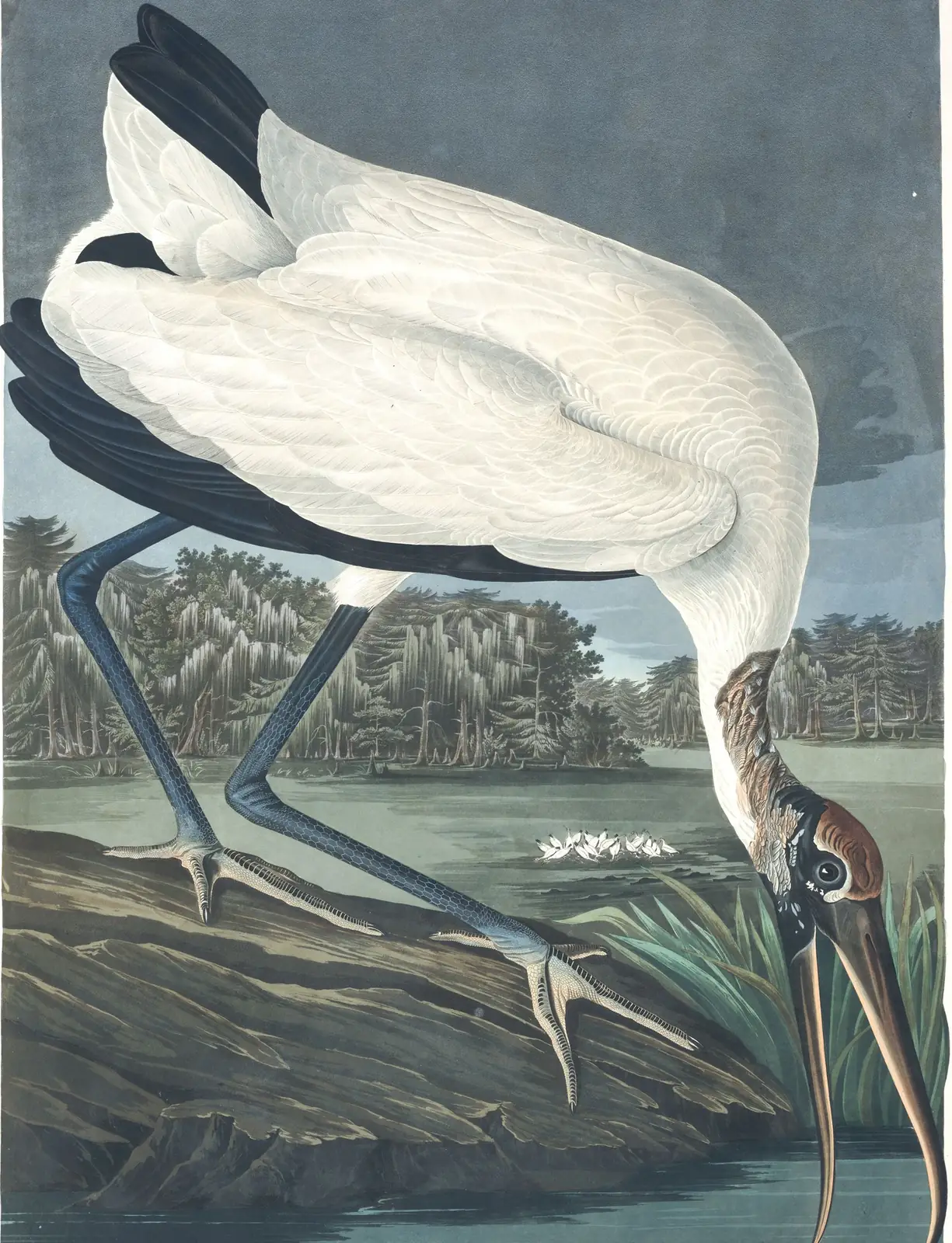Plate 216 of Audubon's The Birds of America: Wood Stork (Mycteria americana)