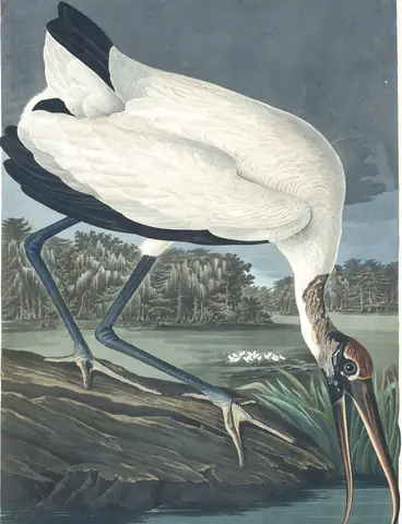 Plate 216 of Audubon's The Birds of America: Wood Stork (Mycteria americana)