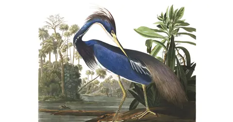 Plate 217 of Audubon's The Birds of America: Tricolored Heron (Egretta tricolor)
