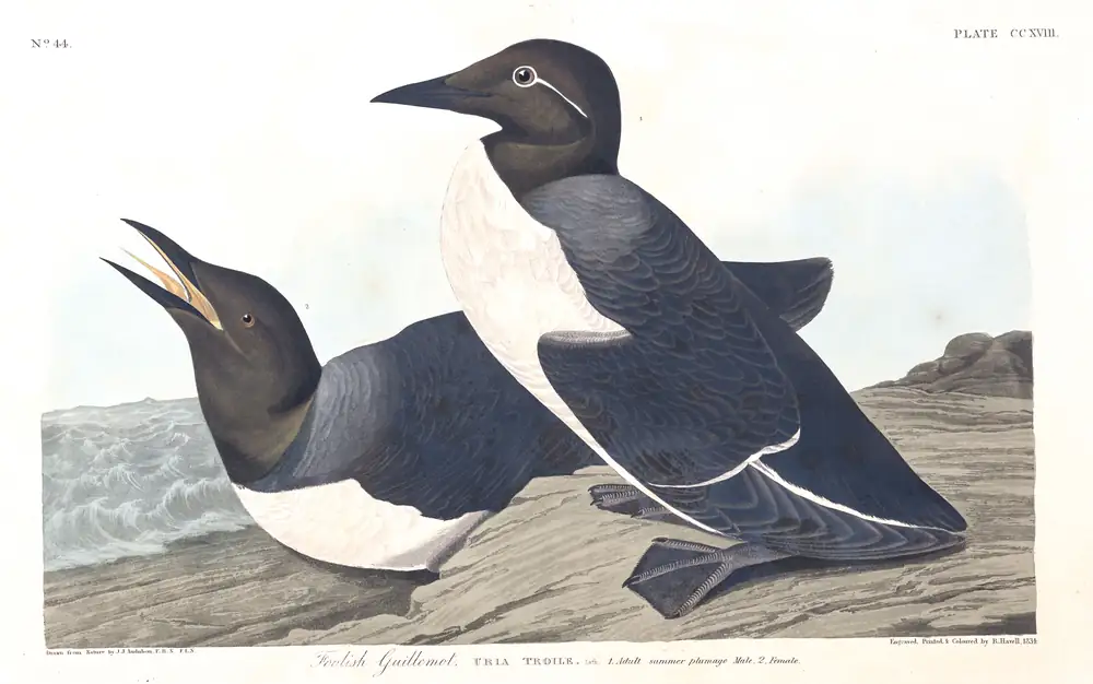 The whole sheet of plate 218, with its engraved caption