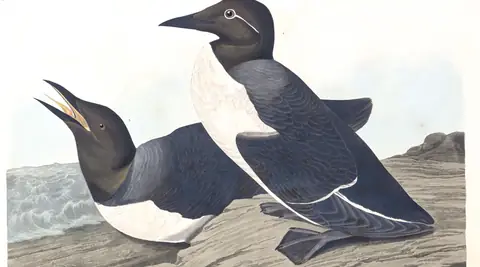 Plate 218 of Audubon's The Birds of America: Common Murre (Uria aalge)