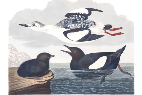 Plate 219 of Audubon's The Birds of America: Black Guillemot (Cepphus grylle)