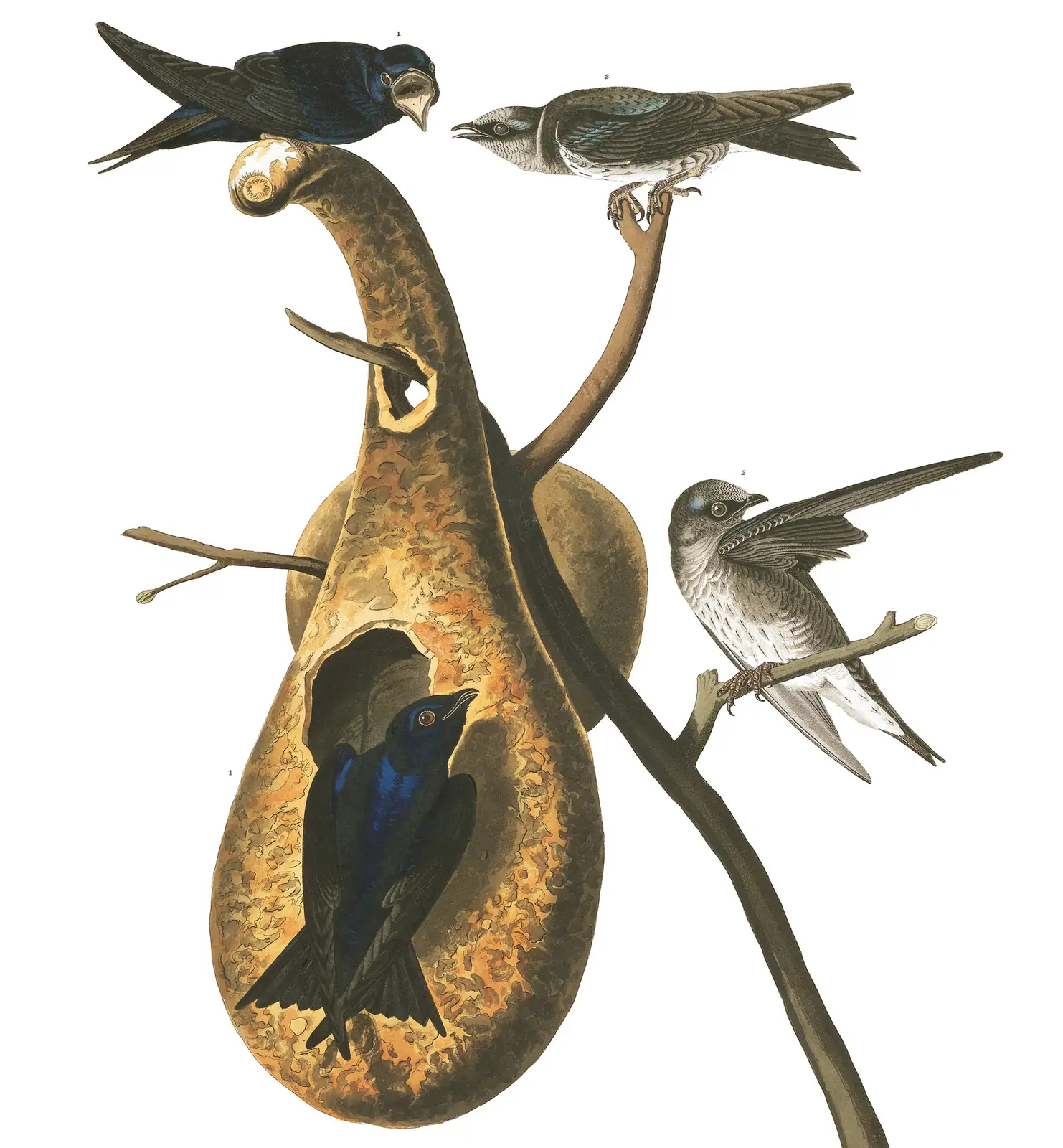 Plate 22 of Audubon's The Birds of America: Purple Martin (Progne subis)