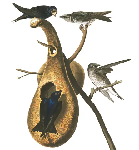 Plate 22 of Audubon's The Birds of America: Purple Martin (Progne subis)