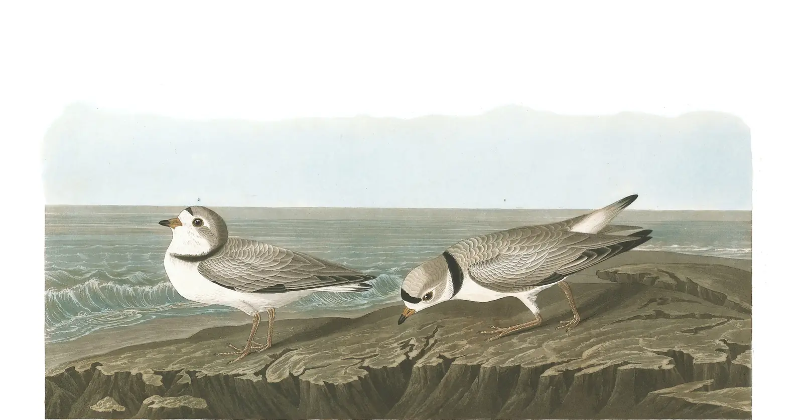 Plate 220 of Audubon's The Birds of America: Piping Plover (Charadrius melodus)