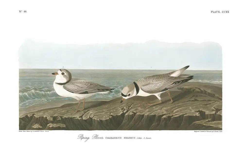 The whole sheet of plate 220, with its engraved caption