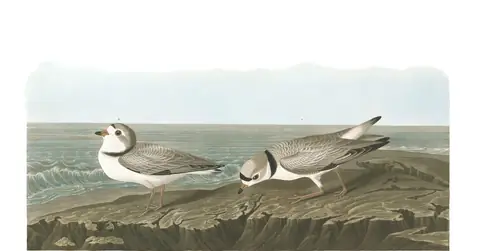 Plate 220 of Audubon's The Birds of America: Piping Plover (Charadrius melodus)