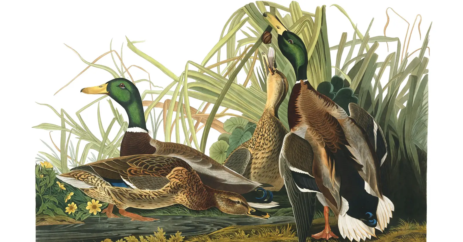 Plate 221 of Audubon's The Birds of America: Mallard (Anas platyrhynchos)