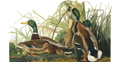 Plate 221 of Audubon's The Birds of America: Mallard (Anas platyrhynchos)