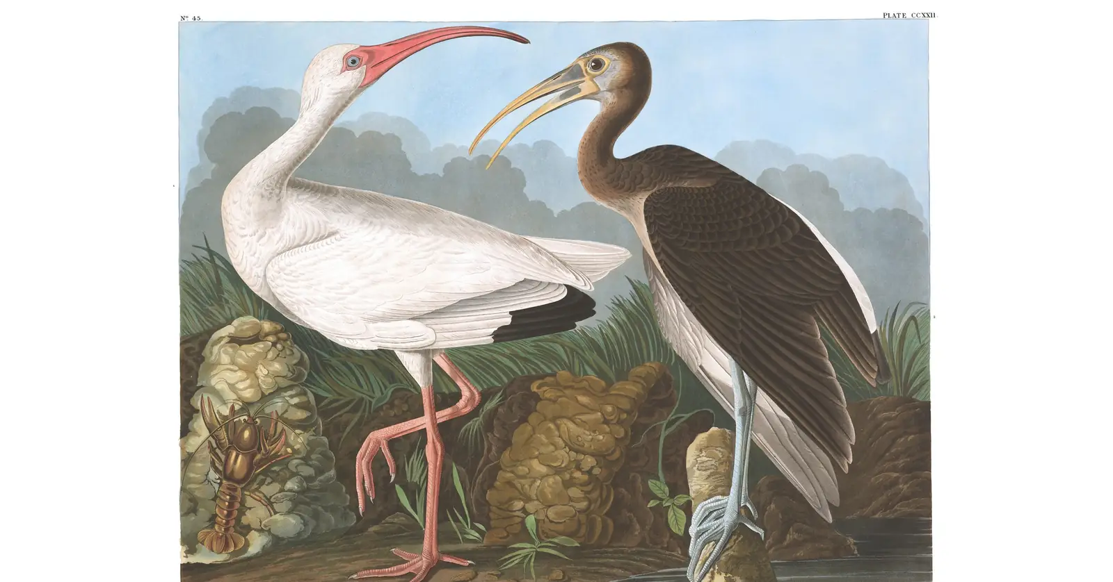 Plate 222 of Audubon's The Birds of America: White Ibis (Eudocimus albus)