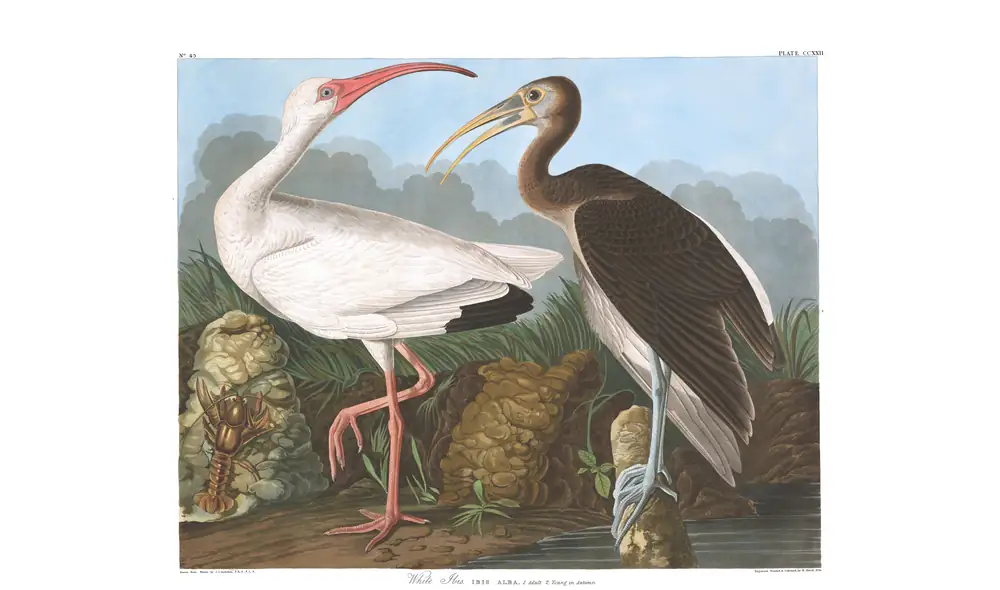 The whole sheet of plate 222, with its engraved caption