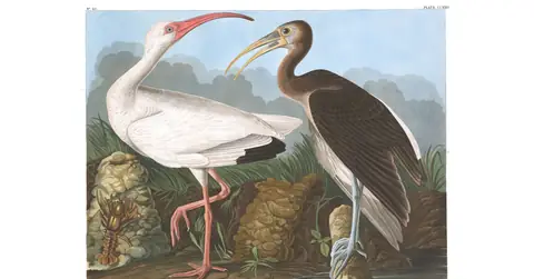 Plate 222 of Audubon's The Birds of America: White Ibis (Eudocimus albus)