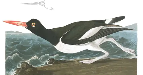Plate 223 of Audubon's The Birds of America: American Oystercatcher (Haematopus palliatus)
