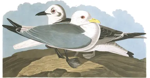 Plate 224 of Audubon's The Birds of America: Black-legged Kittiwake (Rissa tridactyla)