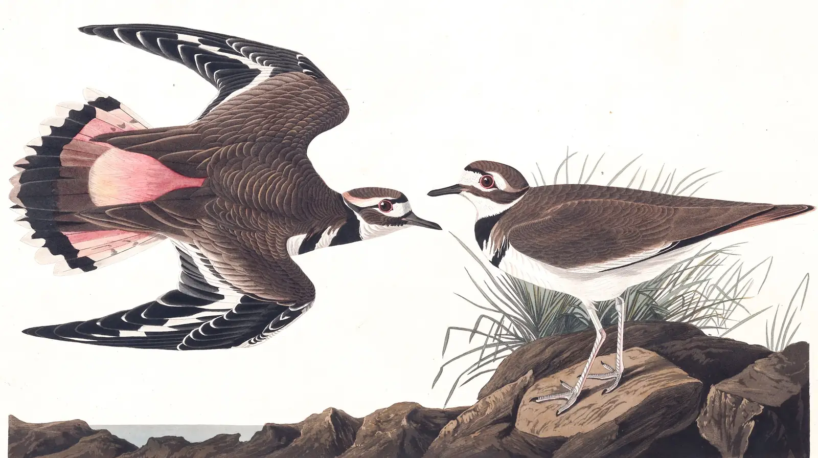 Plate 225 of Audubon's The Birds of America: Killdeer (Charadrius vociferus)